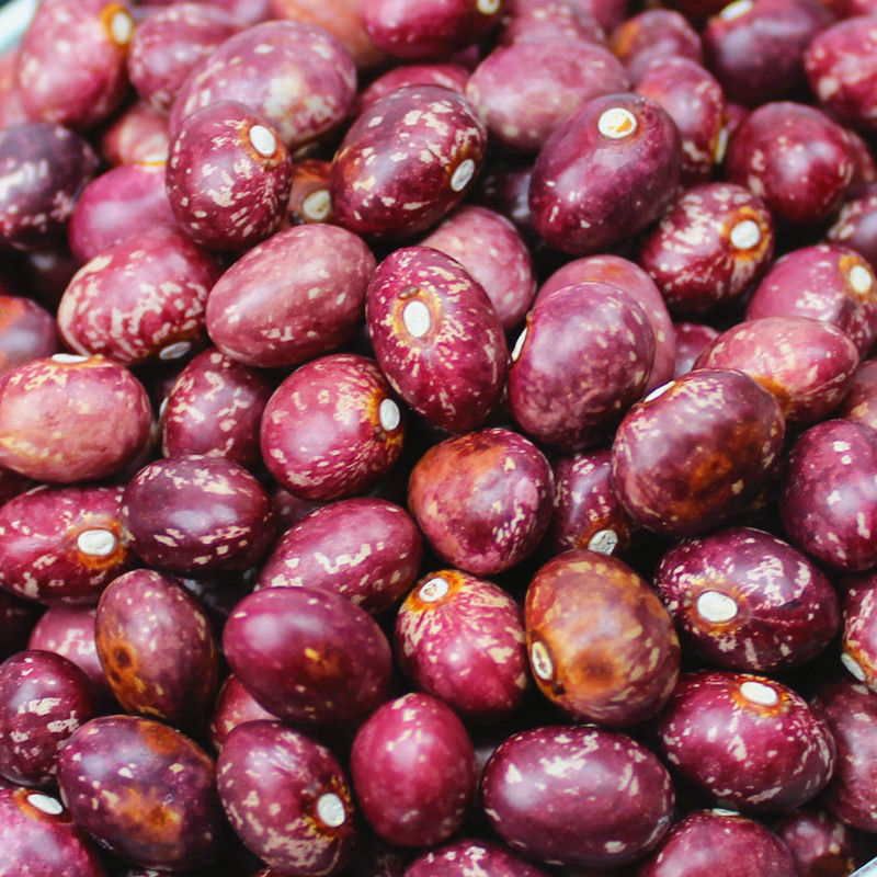 2021年金丝豆云南农家自产红花豆孔雀豆芙蓉豆雀蛋豆芸豆红饭豆新金丝