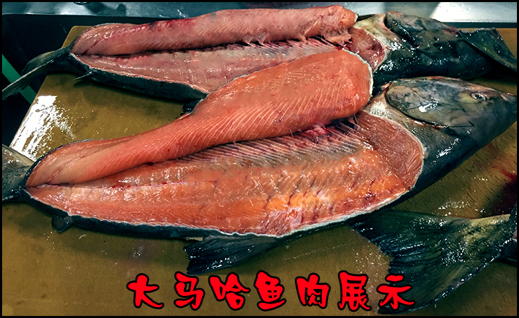 大马哈鱼黑龙江特产抚远洄游新鲜速冻马哈东北整条冷冻大鱼淡水鱼75斤