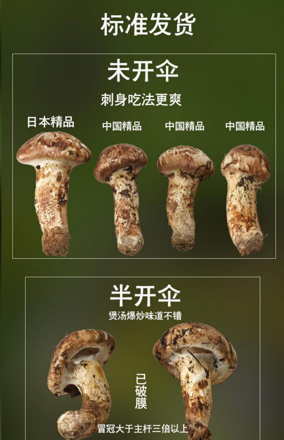 【精选7-9cm】野生松茸新鲜云南野生菌菇鲜货出口级 【精选出口级】9