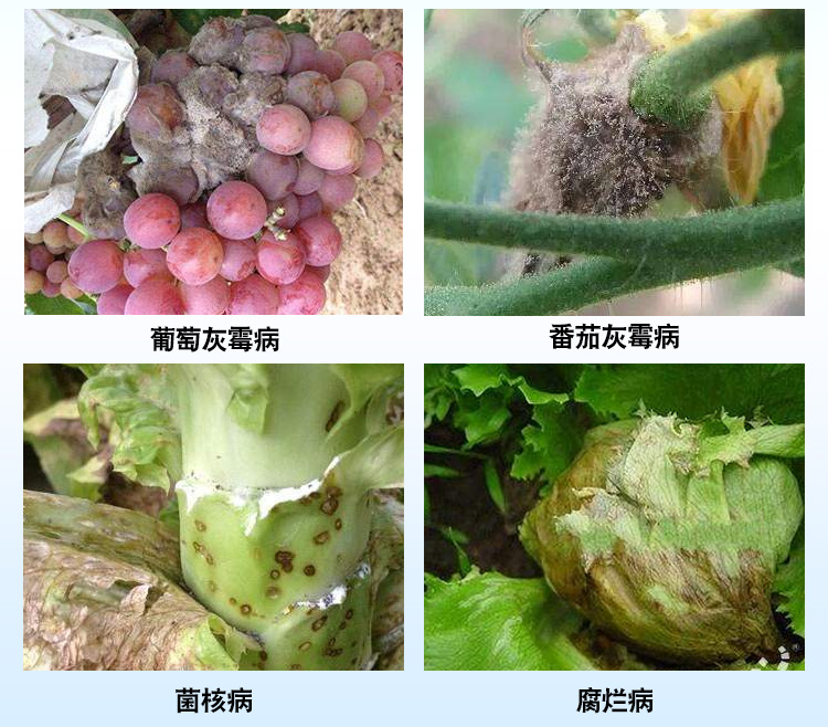 禾益腐霉利葡萄草莓番茄黄瓜油菜灰霉病专用药菌核病农药剂 30g