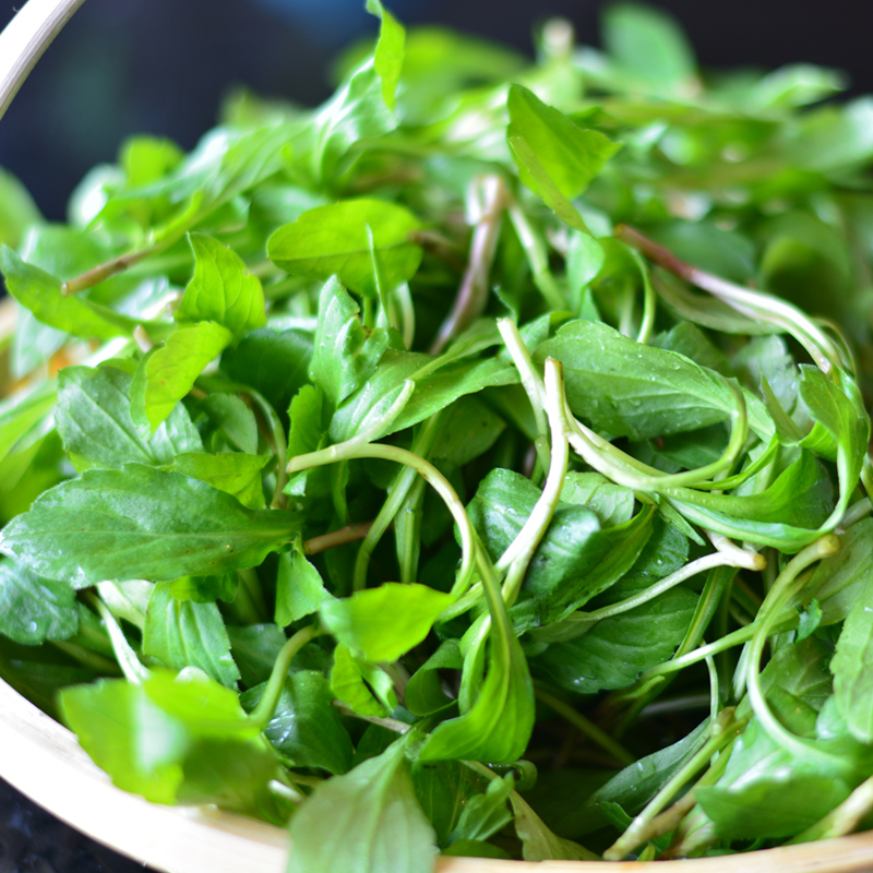 新鲜蔬菜马兰头 红梗菜 鸡儿肠 田边菊 3斤