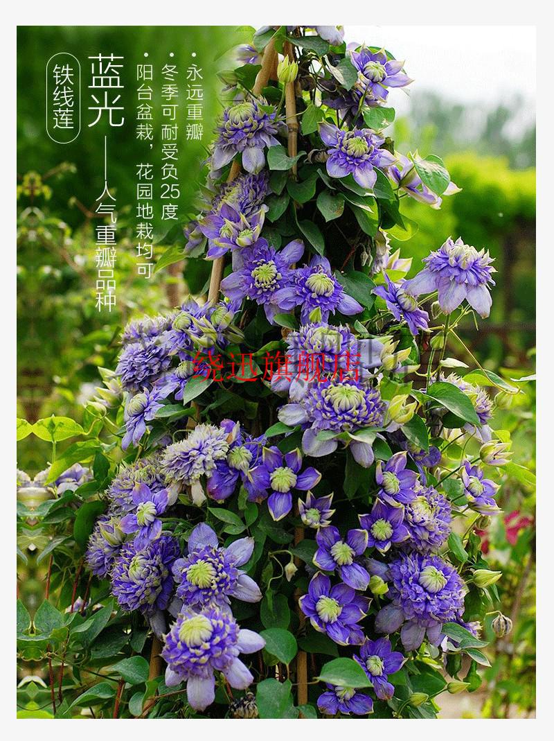 多年生重瓣大花铁线莲盆栽进口藤蔓攀援花卉爬藤植物原盆发货紫光1年