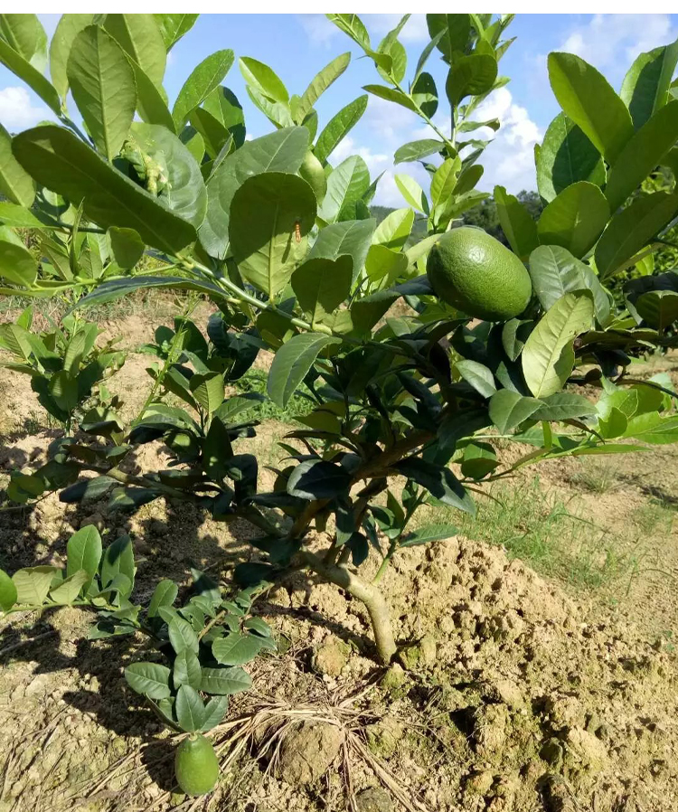 香水柠檬苗树苗南方嫁接四季食用地栽无籽柠檬果树苗阳台盆栽种植