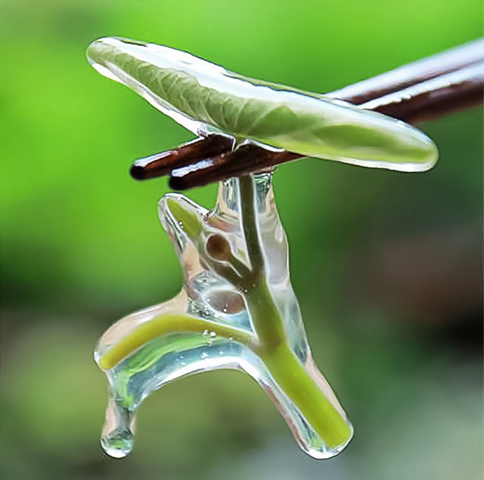 大凉山雷波马湖莼菜四川莼菜餐饮酒店煲汤配菜礼盒装新鲜蔬菜250g4袋2