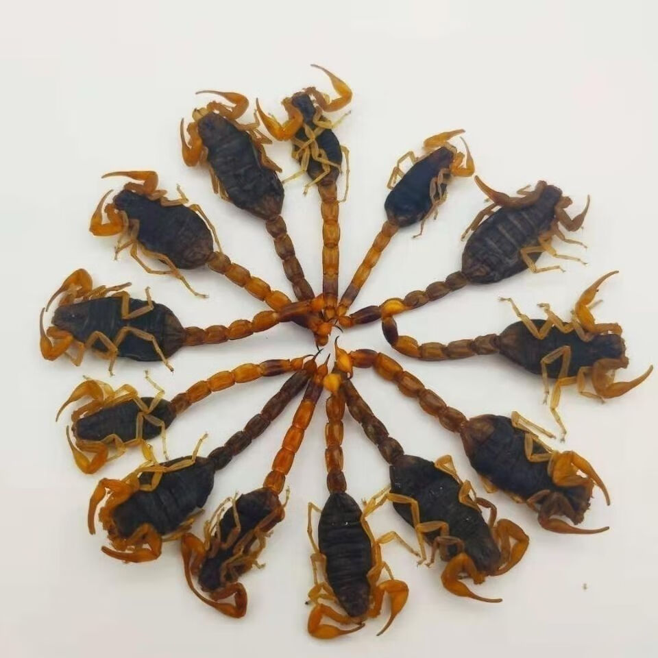 蒙山-全蝎 多规格可选 中材清水全蝎 全虫 泡酒 纯干无-盐蜈蚣全虫10