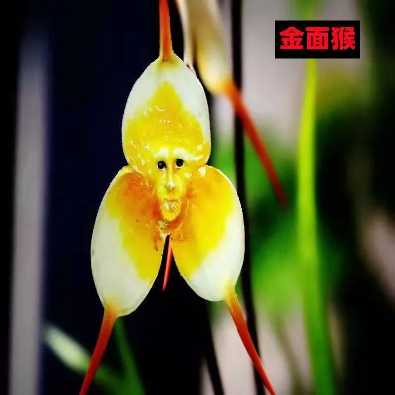 生水培植物猴面小龙兰花冬季花卉猴头兰四季开花阳台盆栽 c7 混合品种