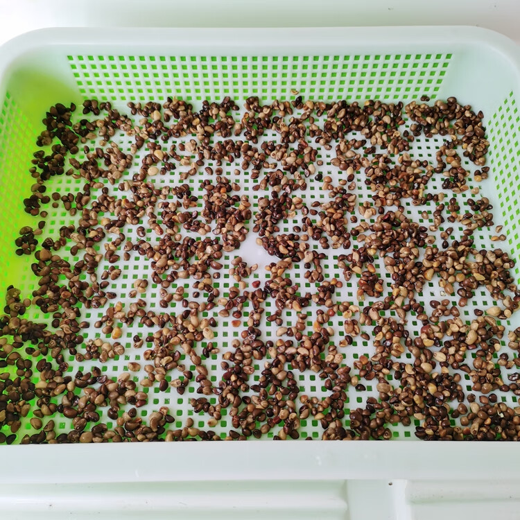 水培空心菜芽苗菜种子竹叶通心菜通蕹菜藤菜无土种植阳台种菜种籽