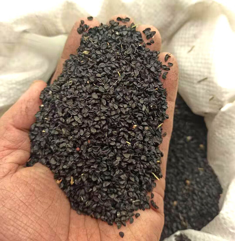 大葱种子山东章丘四季葱种子葱苗葱种蔬菜种籽香葱小孑葱籽葱种籽