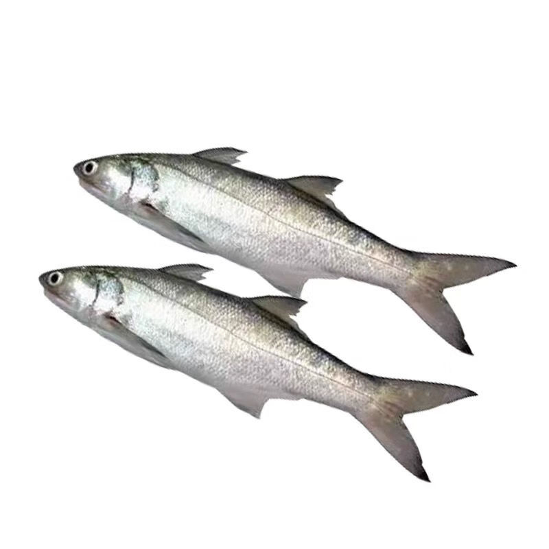 大马友鱼徐闻新鲜当天捕捞深海鱼500g新鲜鱼类水产青封铭1斤1条马友鱼