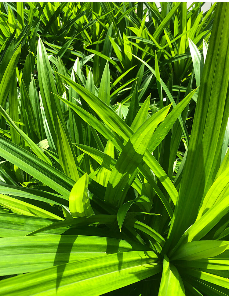 新鲜食用香兰叶 斑斓叶斑兰叶榨汁蛋糕点香料 1500g