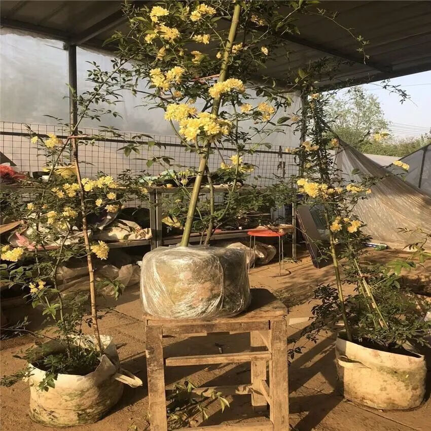 正宗红木香花苗四季开花爬藤植物浓香型特大苗甜蜜黄木香庭院盆栽