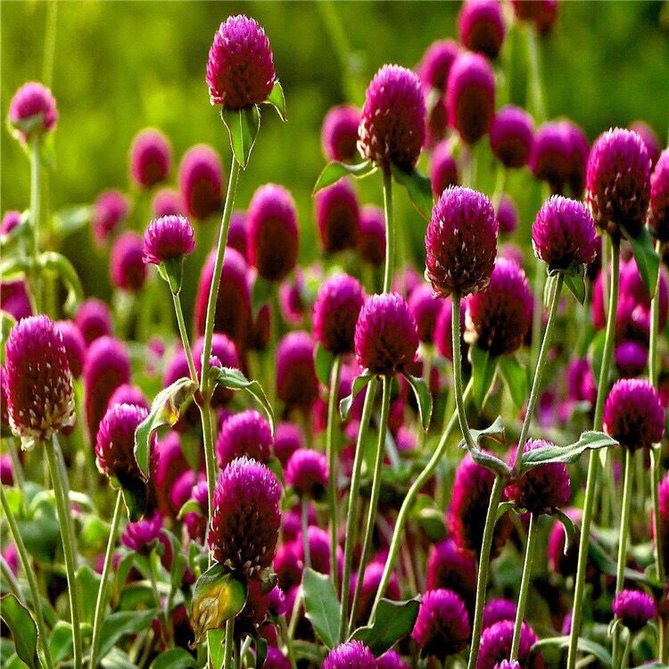 千日红种子千日紫春播观花种子百日红火球花景观庭院绿化易活花籽千日