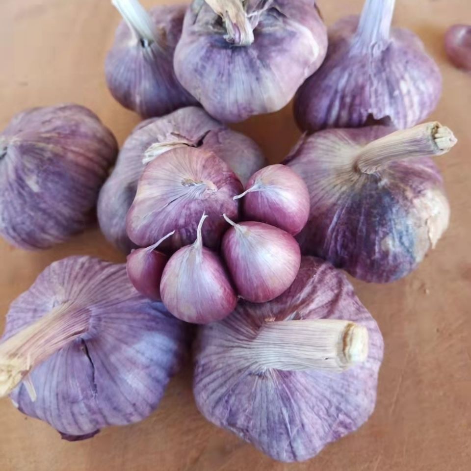 大蒜云南紫皮香蒜种蒜紫皮蒜瓣新鲜蒜净瓣子2斤