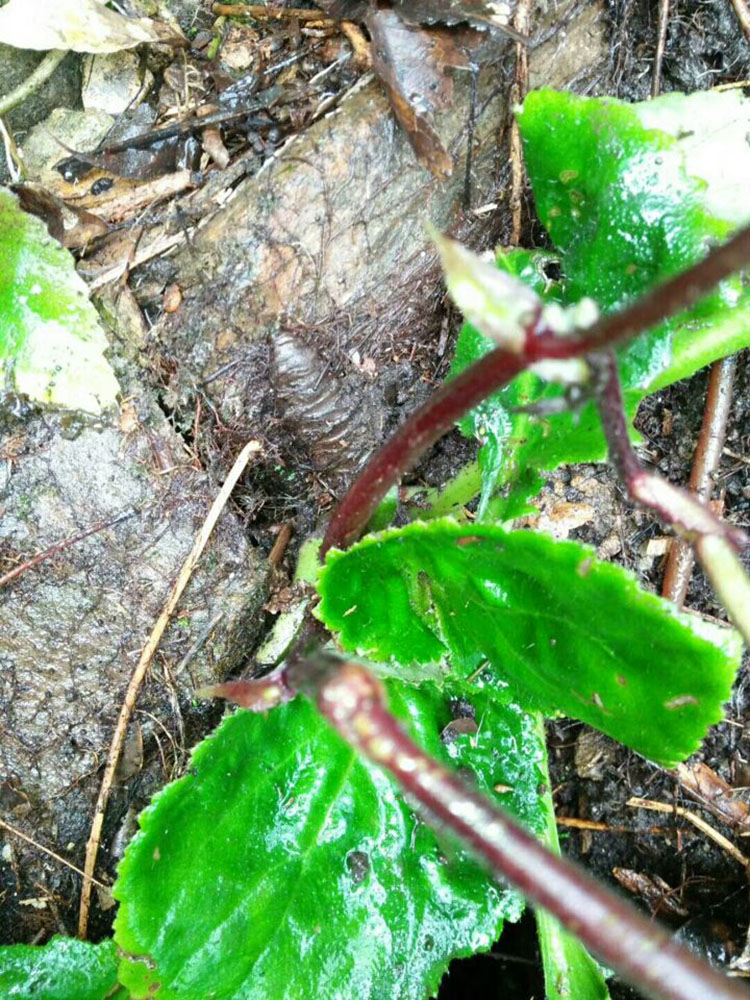 伊梵麦 红蚂蝗七 石螃蟹石蜈蚣石棉岩白菜水莴苣 100g【图片 价格