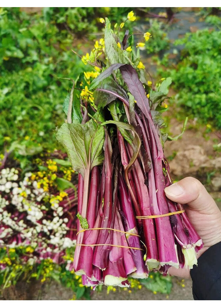 红菜苔种子种籽孑苗紫广东武汉菜心紫菜苔四季增城迟蔬菜甜南方秧增城