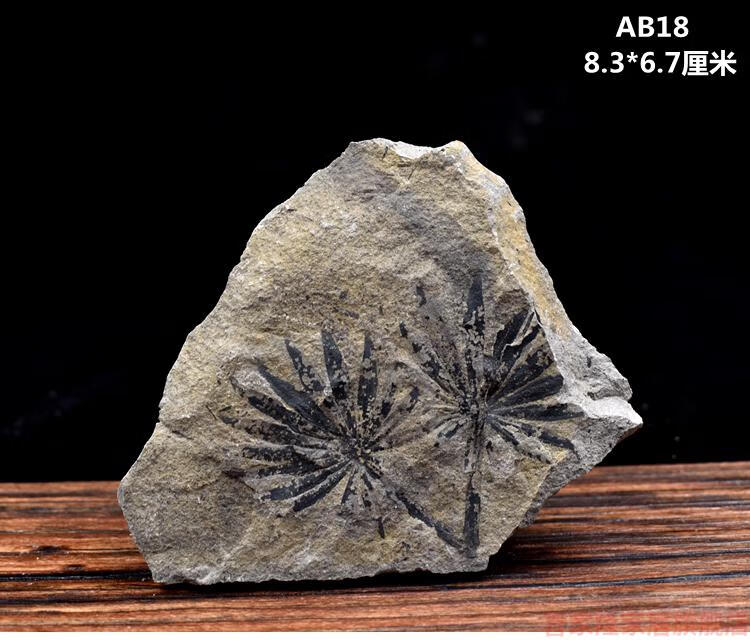 树叶化石天然植物化石远古生物化石标本原石头树叶化石摆件收藏绿色a