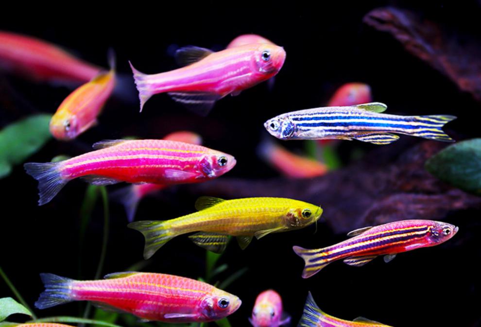 斑马鱼小型荧光热带鱼观赏鱼蓝莓红斑马新手闯缸小型淡水好养小鱼顺丰