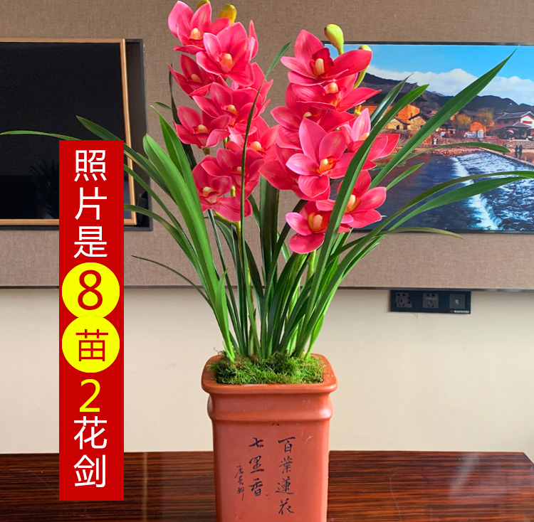 兰花红贵人浓香型盆栽四季好养建兰花室内盆栽花卉红贵人10苗不含盆