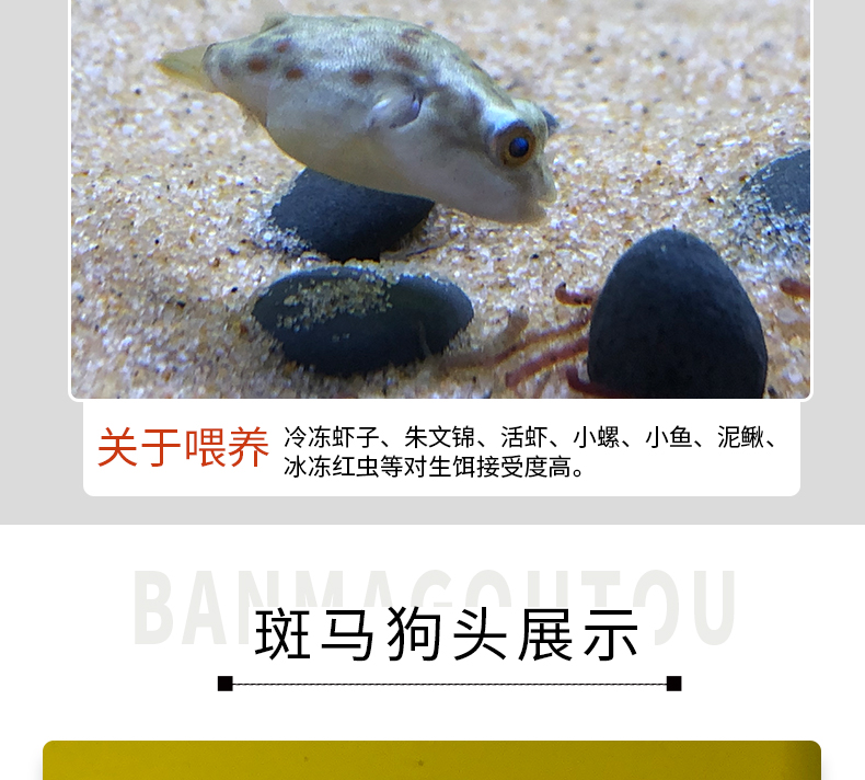 zxc观赏热带鱼斑马狗头好养鱼苗淡水活体小型宠物凶猛狗头鱼斑马狗头