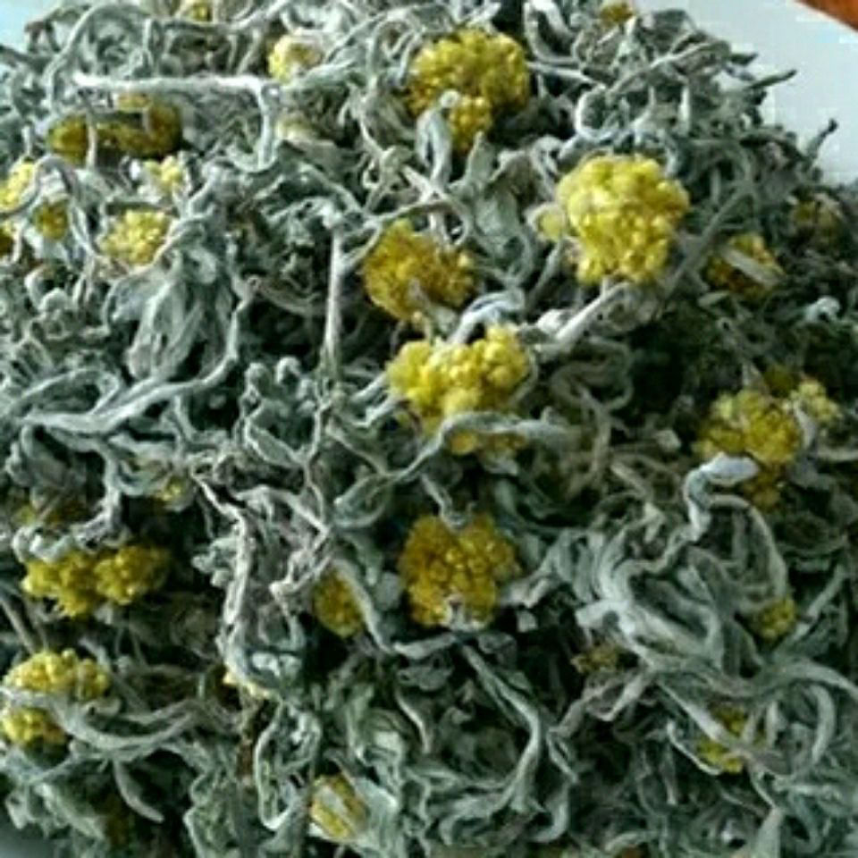 正宗清明草新鲜晒干鼠曲草清明菜绒毛鼠麴佛耳草干清明果500克