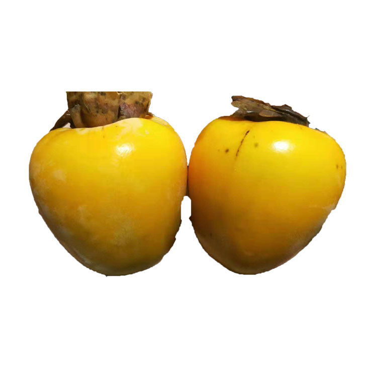 含语彤 鸡心黄柿树苗 嫁接脆甜柿子树苗日本甜柿子苗 无核柿苗南北方