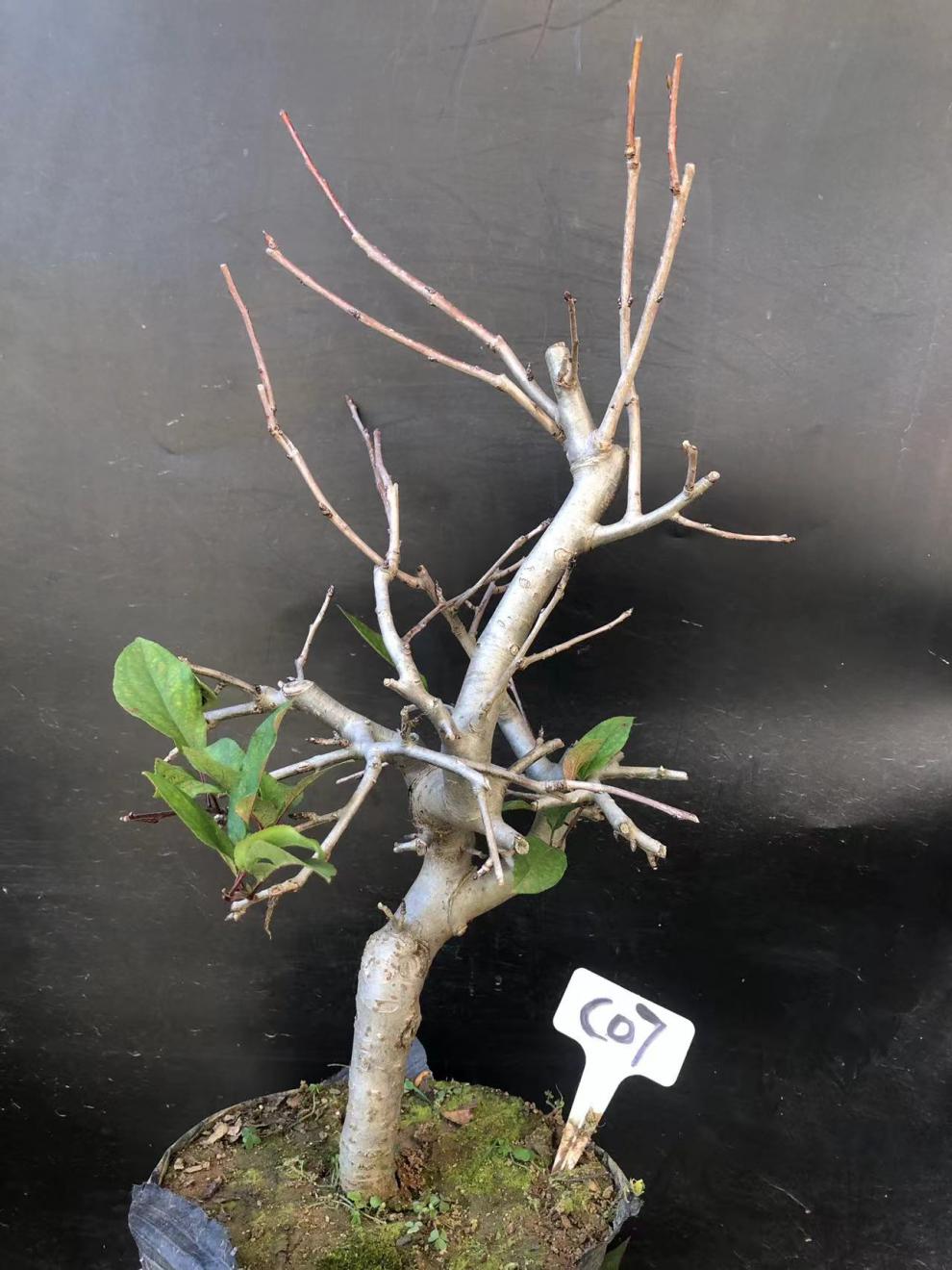 垂丝海棠植物室内好养植物老桩花卉树苗盆栽海棠盆景花卉盆栽红色 8年