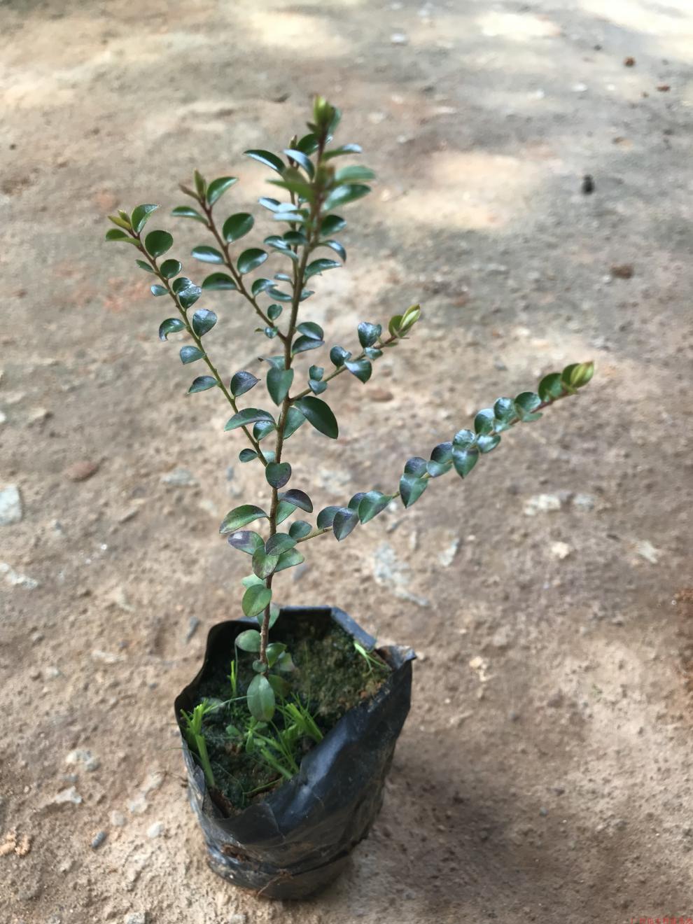 花姬正宗小叶紫檀室外植物观赏小叶紫檀带叶带土发货广州基地苗木50cm