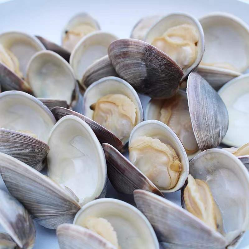 鲜活发货大美贝无沙贝类海鲜码头花甲文蛤美贝又叫西