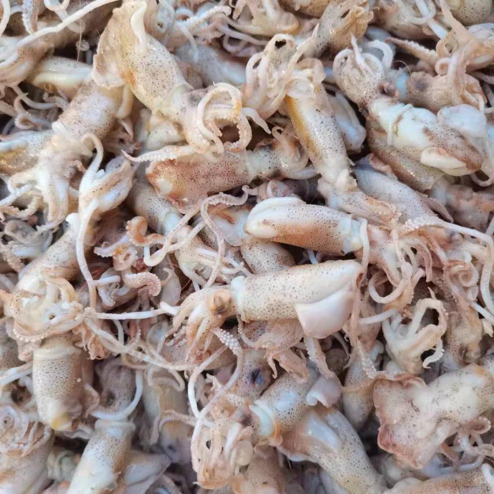新货海兔笔管鱼新鲜盐渍海兔海鲜干货海兔干墨鱼干乌子海产批发brang