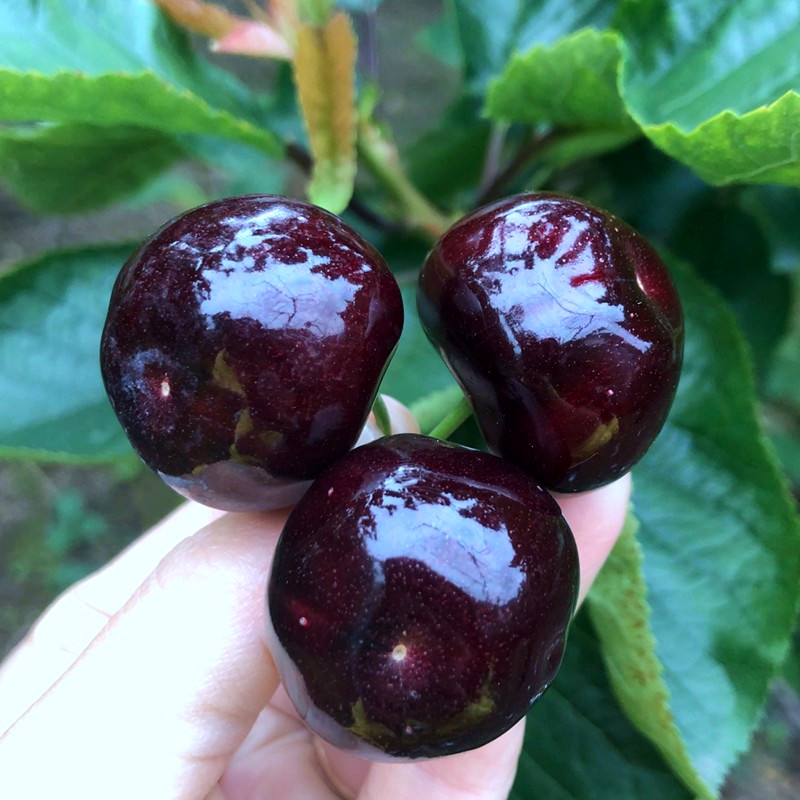 四川黑珍珠汉源国产车厘子雅安大樱桃新鲜水果现货非汶川4斤时令水果