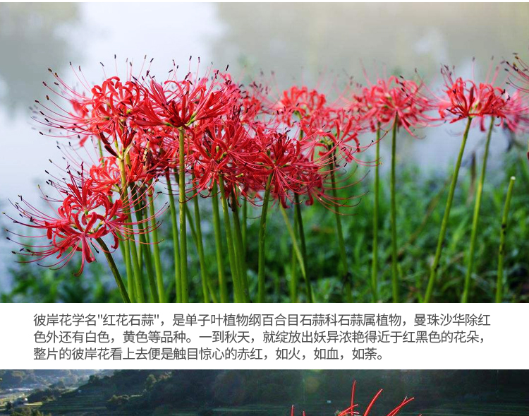 绿植彼岸花种子多年生彼岸花种球石蒜花曼珠沙华盆栽室内四季花卉仙尘