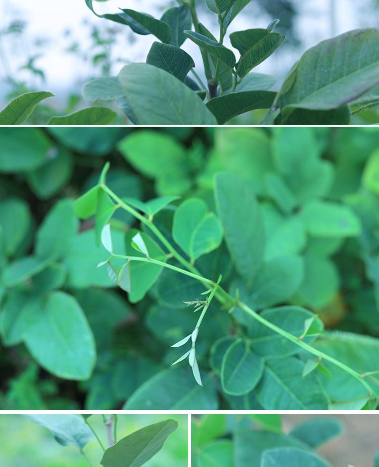 正宗檀香紫檀苗树苗老桩印度小叶紫檀盆景盆栽珍稀名贵红木苗正宗印度