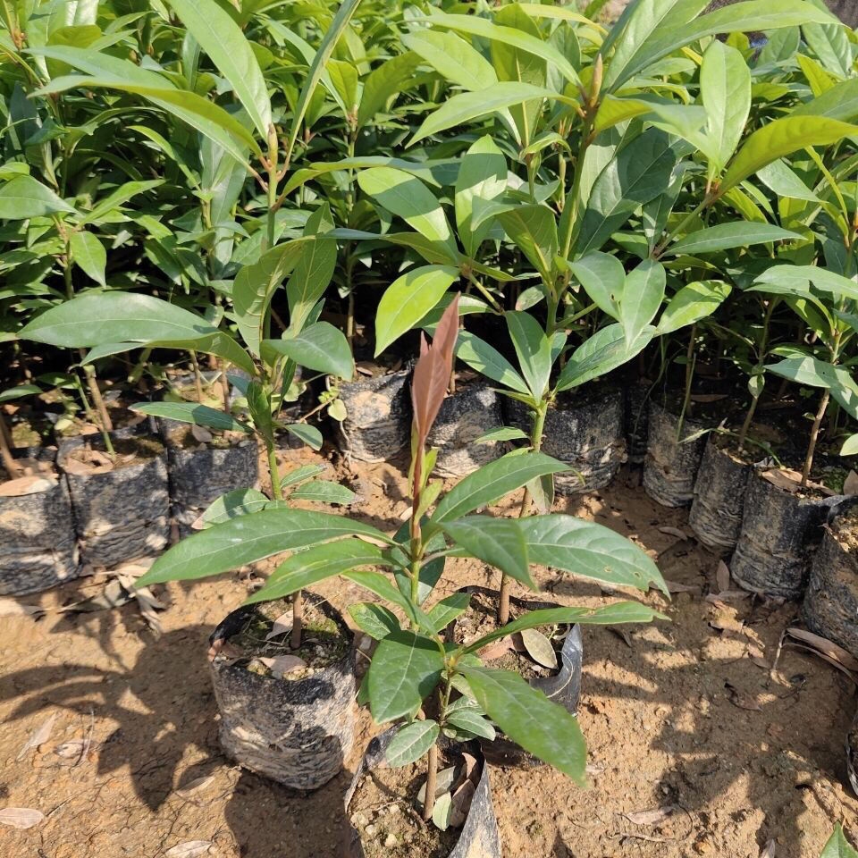 正宗金丝楠木苗小叶桢楠树苗名贵庭院门前树苗珍贵地栽批楠木苗发 90