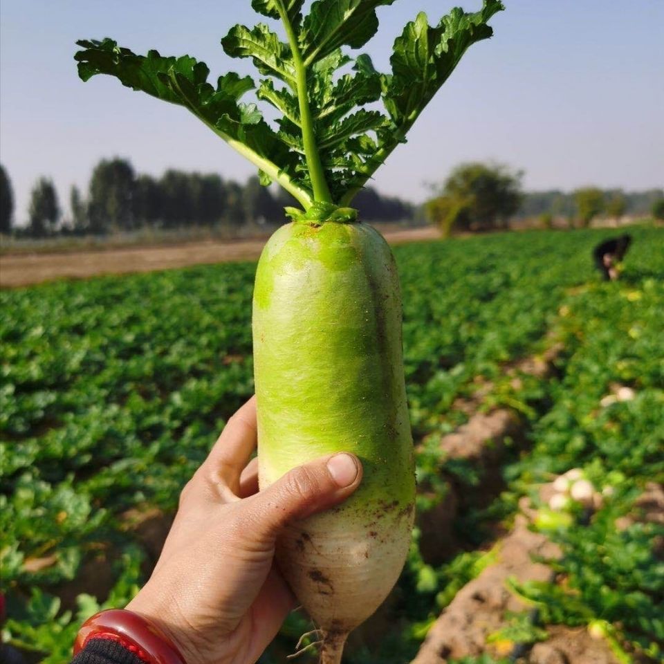 精选果蔬青萝卜农家自种生吃白萝卜脆新鲜蔬菜水果胡萝卜2510斤青萝卜