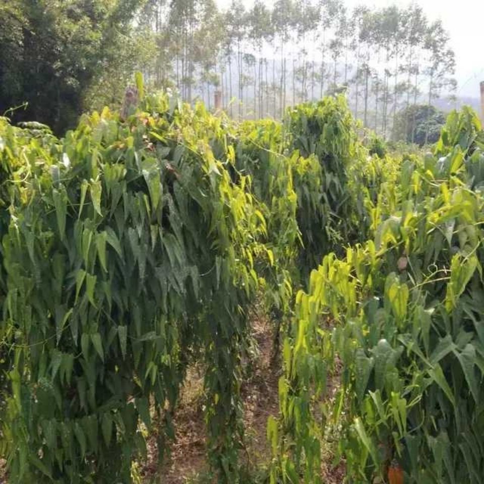 姜薯多规格现挖新鲜姜薯健康食品小个姜茨姜薯卷