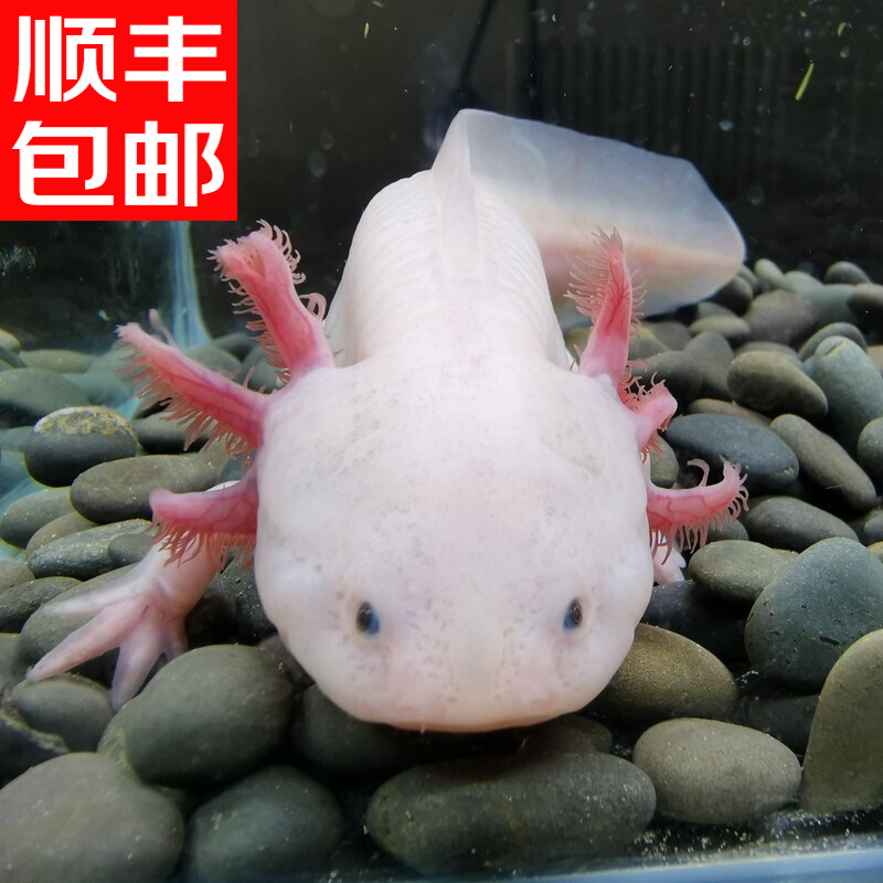 宠物活鸟玄凤鹦鹉手养鸟雏鸟小家养幼鸟幼崽鸟活体灰色一对含1l左右鸟