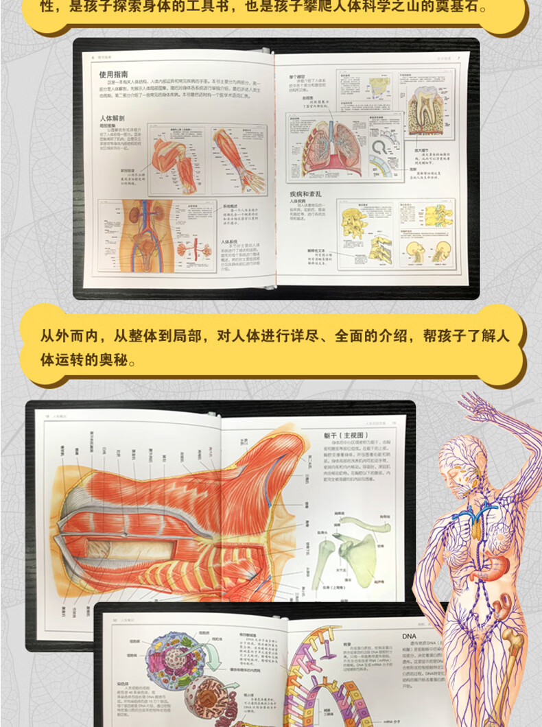 精装正版dk人体百科全书升级版揭秘我们的身体骨骼结构详解人体运转的