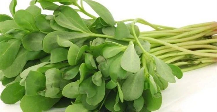 马齿苋菜新鲜野生马苋菜长寿菜野菜马蜂五行蔬菜冰鲜现挖4斤装新鲜