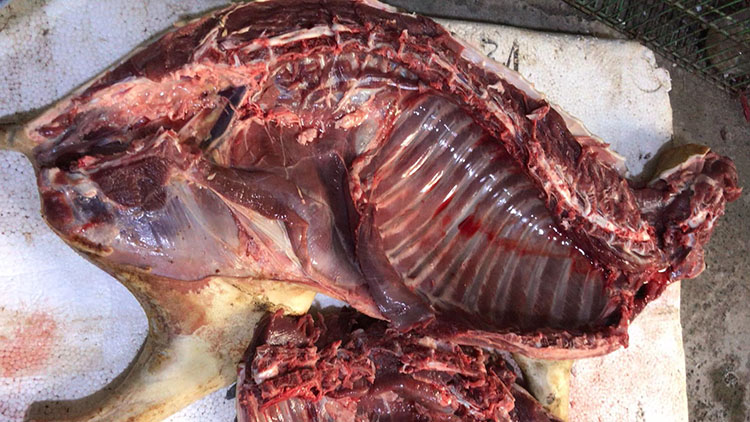 农家狗腿新鲜土狗子狗火锅 2kg