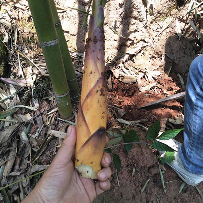 四川宜宾苦笋新鲜现挖苦竹笋宜宾特产甜苦笋现挖甜竹笋15斤新鲜大根苦