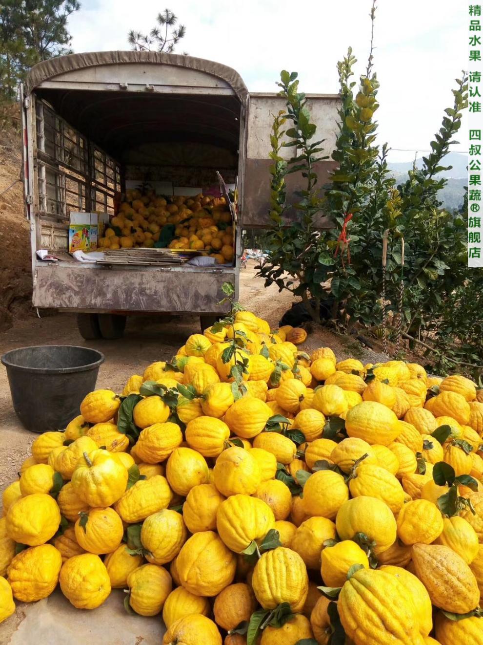 云南特产鲜果香橼果大理香缘大果佛手柑新鲜水果回香果香园高山水果野