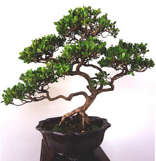 盆景树桩黄杨盆景树桩精品造型盆栽绿植一物一拍 j85黄杨老桩 不含盆