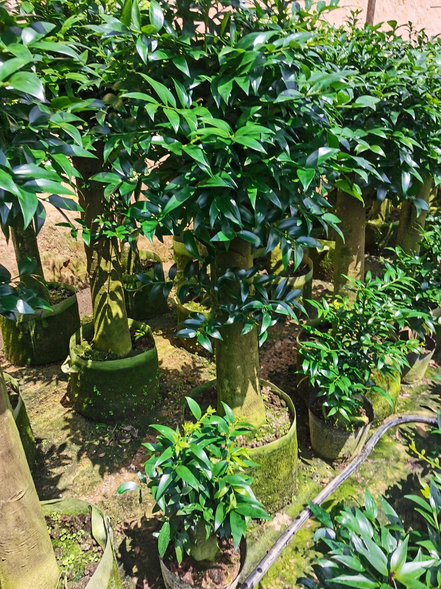 园艺竹柏大树苗平安树长寿竹盆栽竹柏老桩盆景竹柏树观叶植物 原生