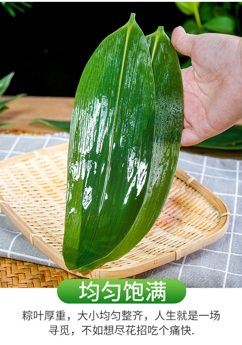 顺丰速运粽子叶新鲜大粽叶端午节新叶包粽子的叶子50片新鲜粽叶中号