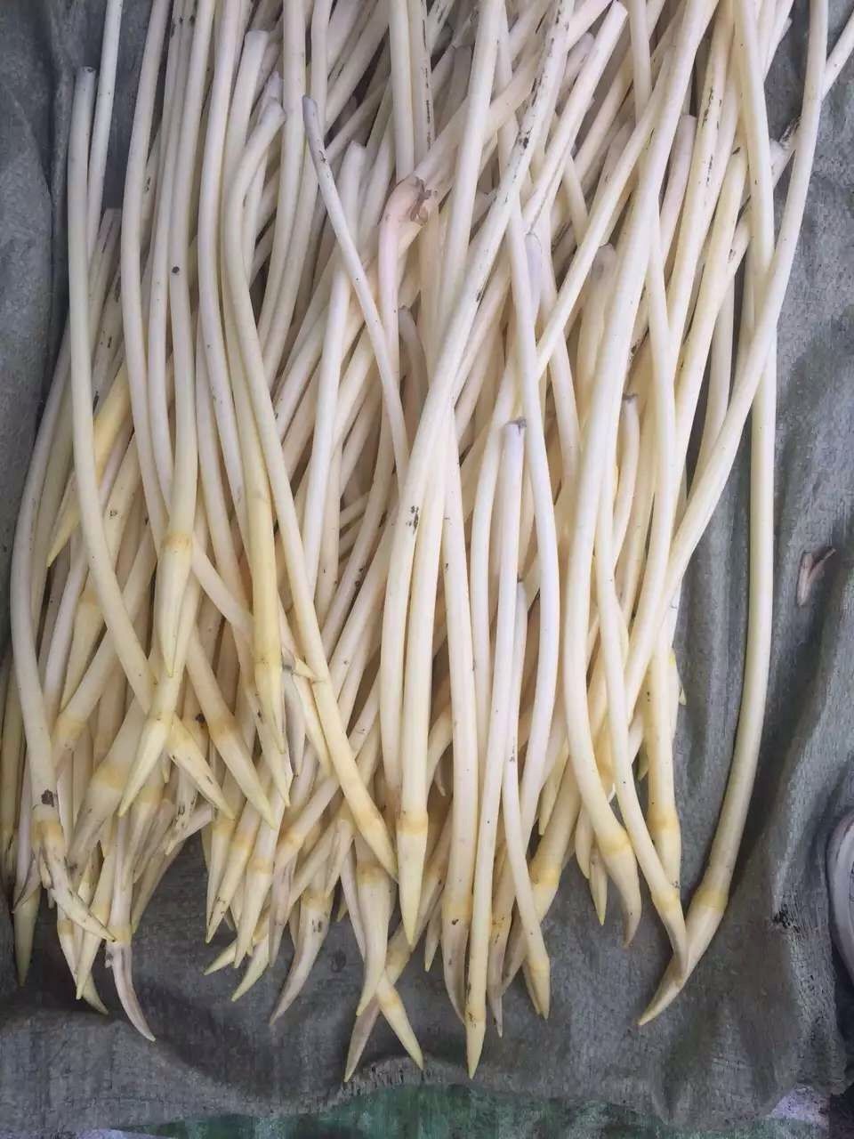 3斤5斤正宗湖北特产新鲜藕尖农家现挖蔬菜真空整箱批发10斤湖北特产现
