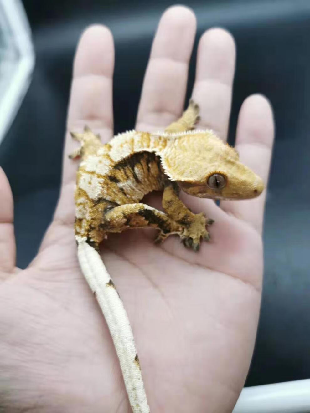 萌萌哒包活宠物r属树栖睫角守宫活体盖勾亚守宫巨人爬宠赤兔马 莉莉白
