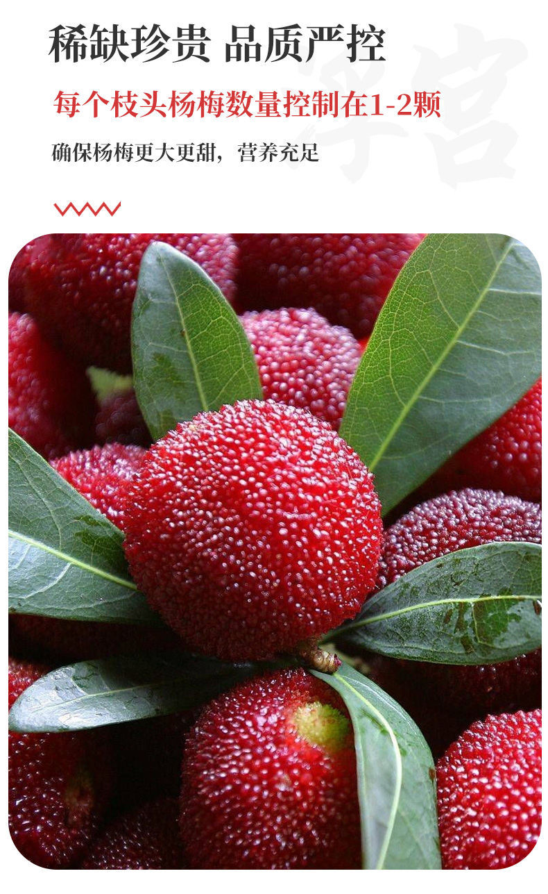 新鲜大杨梅 正宗高山大杨梅(顺丰冷链空运到家)老树现摘现发特大果 当