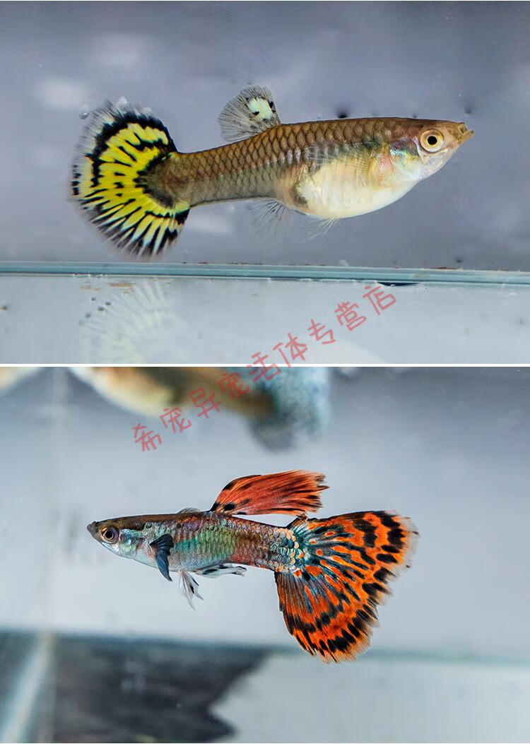 孔雀鱼精品活鱼斑马观赏鱼小型淡水好养耐活热带鱼凤尾鱼小鱼鱼苗孔雀