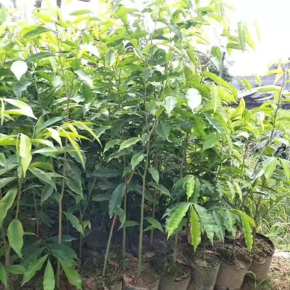 名贵苗木金丝楠木树苗正宗海南沉香苗小叶紫檀降香奇楠沉香 小叶紫檀