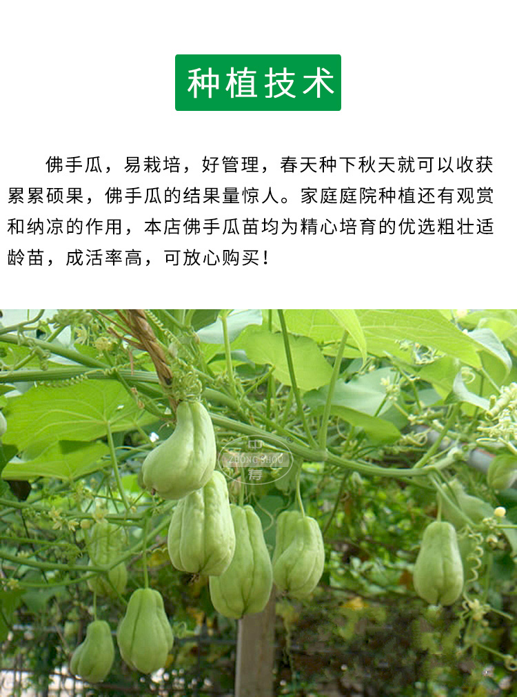 战长沙佛手瓜苗佛手瓜种籽瓜种瓜苗四季种植龙须菜种子孑甜瓜春季蔬菜